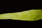 Carolina grasswort